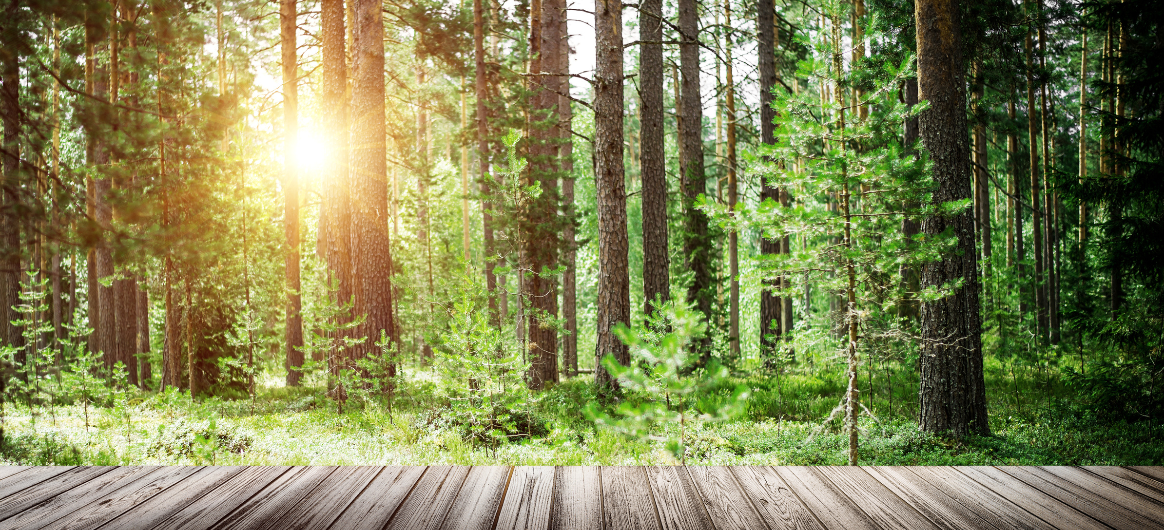 Ecology background outdoor landscape